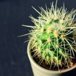 Modulare Sofas – flexible Lösungen für moderne Wohnzimmer